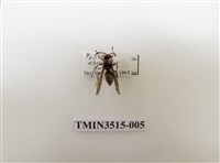 藏品(中華長腳蜂)的圖片